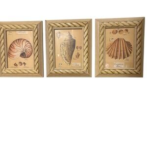 VTG Coastal Sea Shell Framed Wall Art Set of 3 Nautile Volute Cardium Blanc BOHO